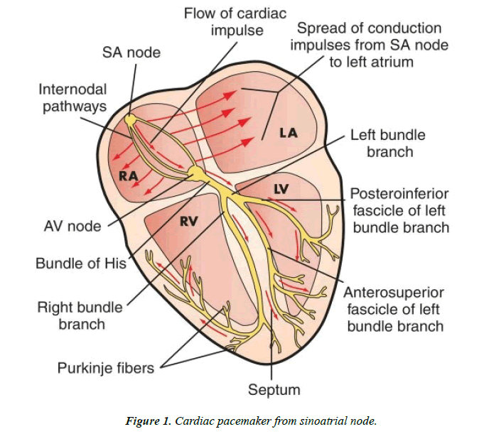 cardiovascular-medicine-therapeutics-sinoatrial