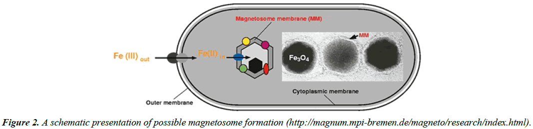 chemical-technology-applications-possible-magnetosome