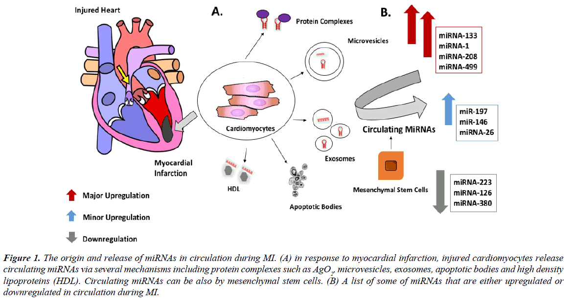 cholesterol-heart-disease-stem-cells