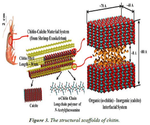 clinical-dermatology-structural-scaffolds