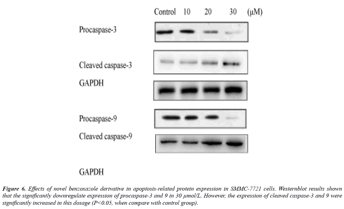 clinical-experimental-apoptosis-related-protein