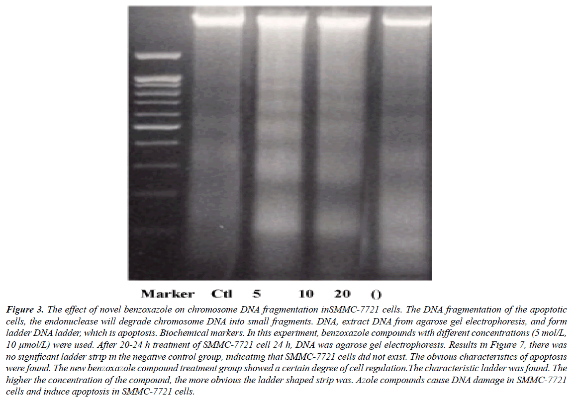 clinical-experimental-degrade-chromosome