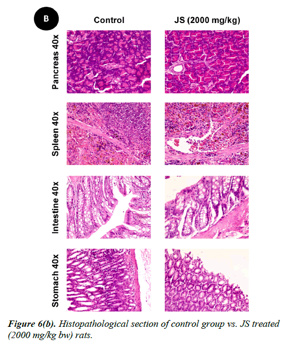 clinical-experimental-toxicology-Histopathological-section