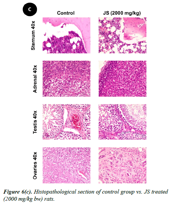 clinical-experimental-toxicology-Histopathological-section