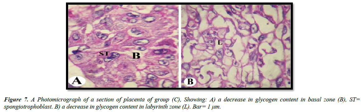 clinical-experimental-toxicology-Photomicrograph