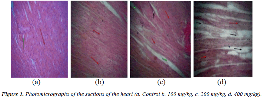 clinical-experimental-toxicology-Photomicrographs