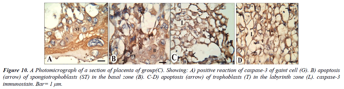 clinical-experimental-toxicology-apoptosis