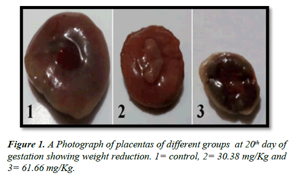 clinical-experimental-toxicology-gestation-showing