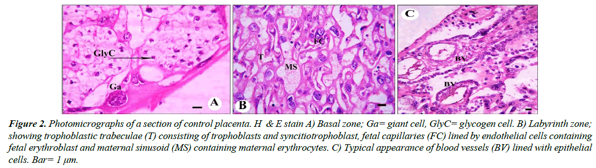 clinical-experimental-toxicology-maternal-sinusoid