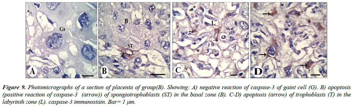 clinical-experimental-toxicology-placenta-group