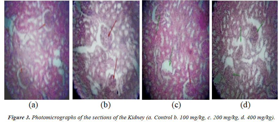 clinical-experimental-toxicology-sections-Kidney