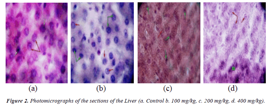 clinical-experimental-toxicology-sections-Liver