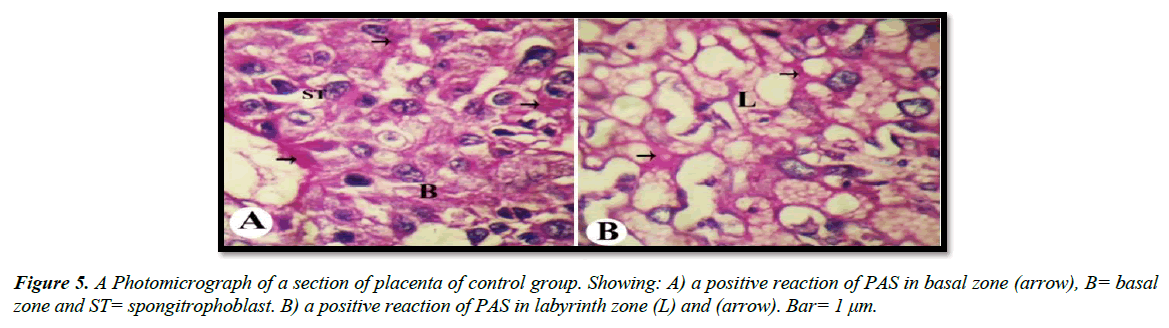 clinical-experimental-toxicology-spongitrophoblast