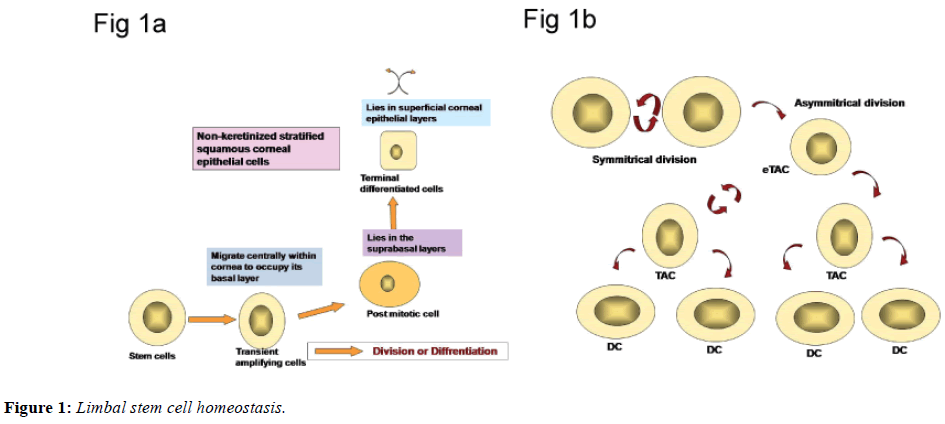 clinical-ophthalmology-stem-cell