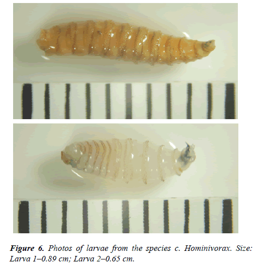 clinical-ophthalmology-vision-science-larvae