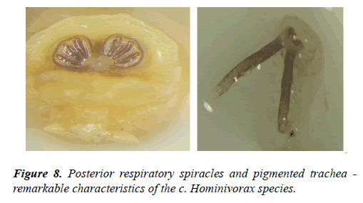 clinical-ophthalmology-vision-science-pigmented