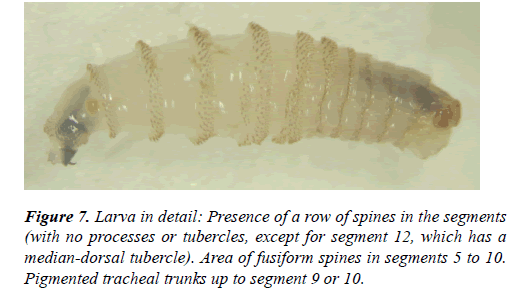 clinical-ophthalmology-vision-science-spines