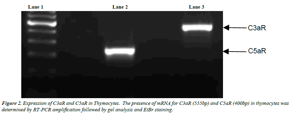 clinical-pathology-laboratory-medicine-Expression-C3aR-C5aR-Thymocytes