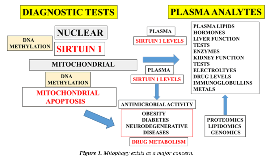 clinical-pathology-laboratory-medicine-Mitophagy-exists