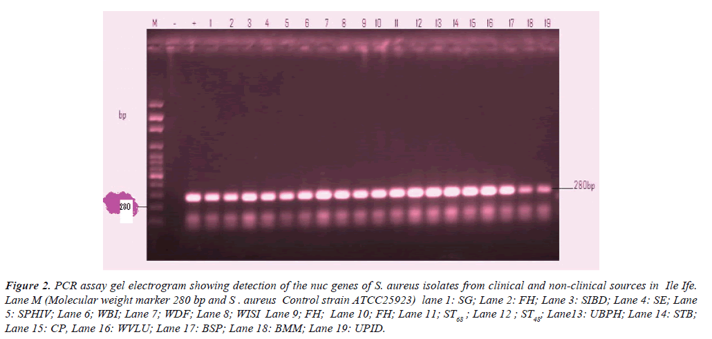 clinical-pathology-laboratory-medicine-PCR-assay-gel-electrogram