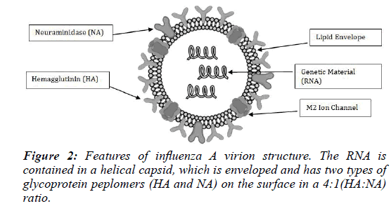 clinical-vaccine-research-influenza