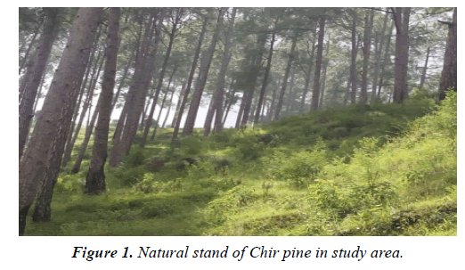 environmental-risk-assessment-Chir-pine-study-area