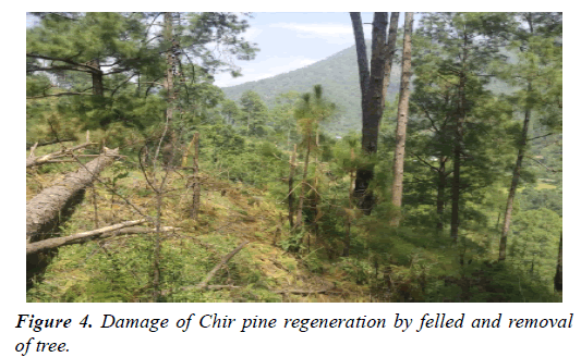 environmental-risk-assessment-Damage-Chir-pine