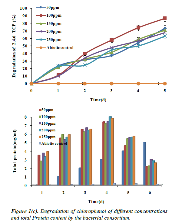 environmental-risk-assessment-Degradation-chlorophenol