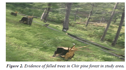 environmental-risk-assessment-Evidence-felled-trees