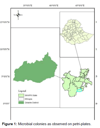 environmental-risk-assessment-Microbial-colonies