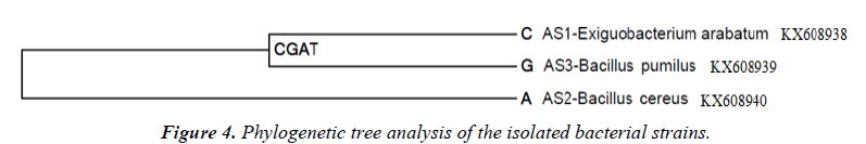 environmental-risk-assessment-Phylogenetic-tree-analysis