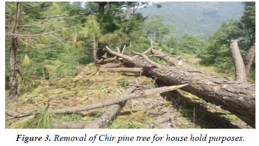 environmental-risk-assessment-Removal-Chir-pine-tree