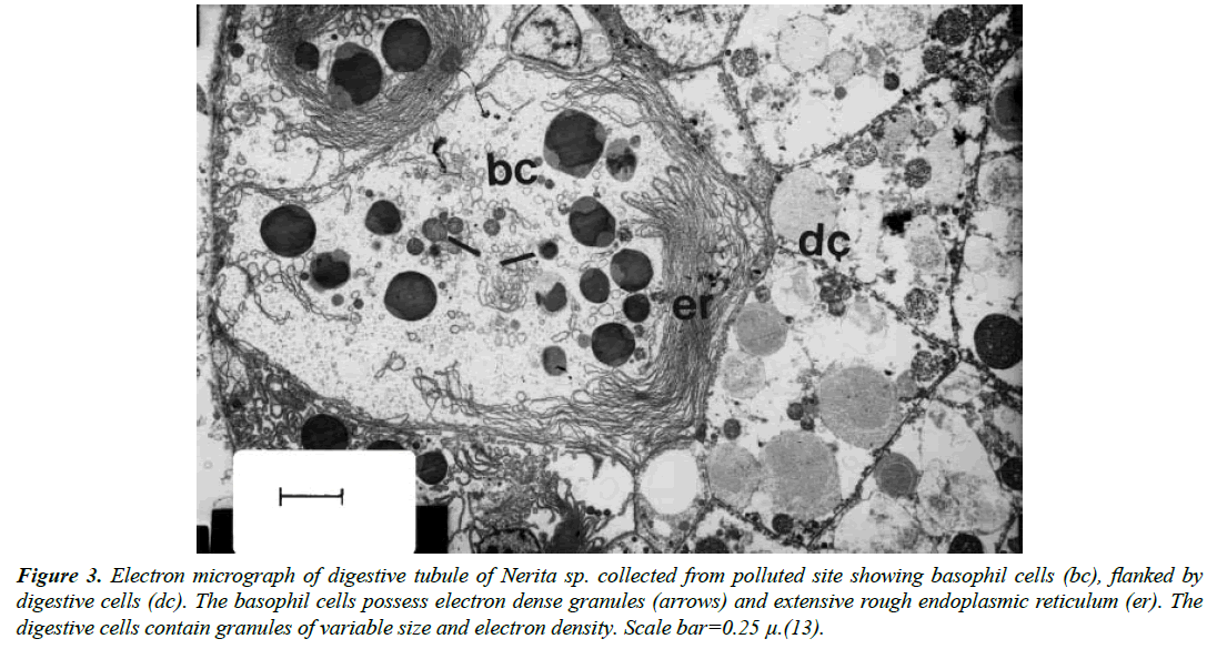 environmental-risk-assessment-basophil-cells-possess