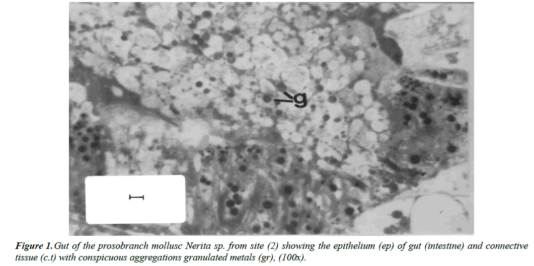 environmental-risk-assessment-prosobranch-mollusc-Nerita