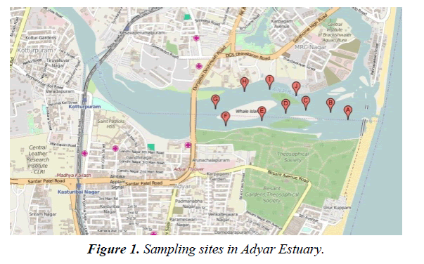 environmental-risk-assessment-remediation-Adyar-Estuary