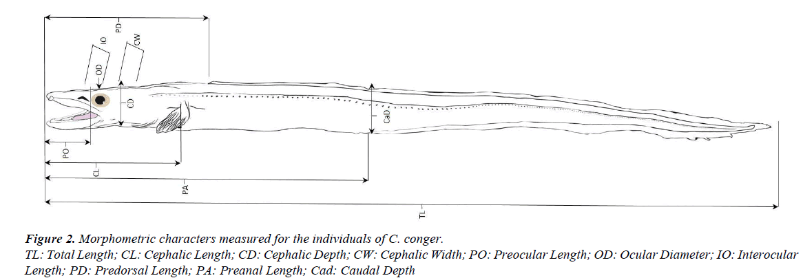 fisheries-research-Morphometric-characters