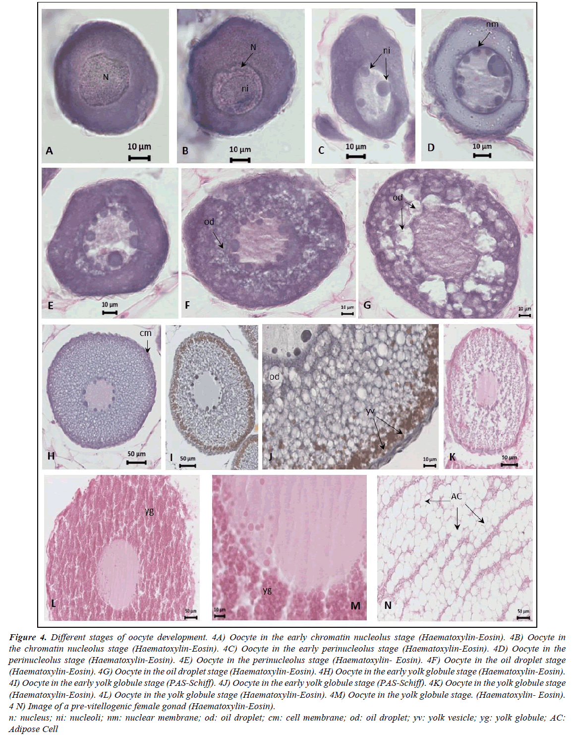 fisheries-research-Perinucleolus-Stage