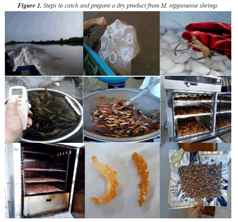 fisheries-research-nipponense-shrimp