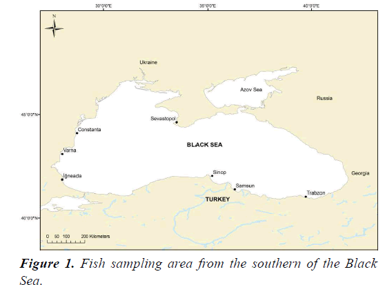 fisheries-research-southern-Black