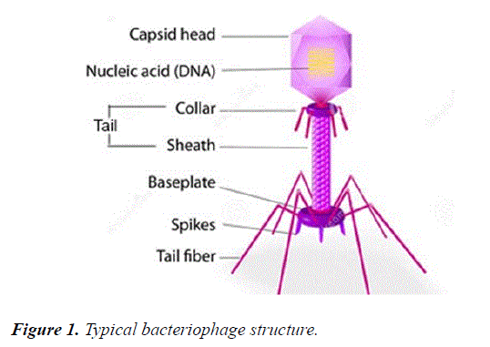 food-microbiology-bacteriophage-structure