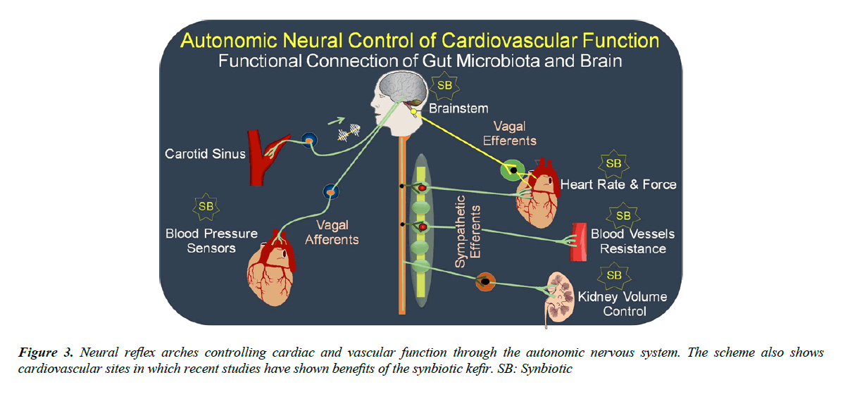 food-microbiology-vascular-function