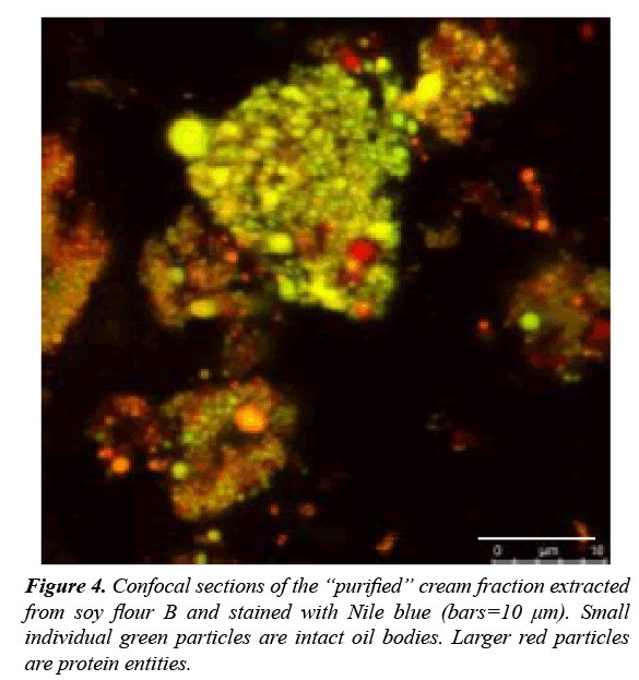 food-technology-confocal-sections