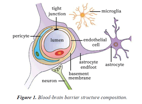 general-internal-medicine-barrier-structure