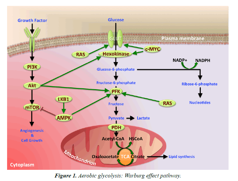 general-internal-medicine-effect-pathway