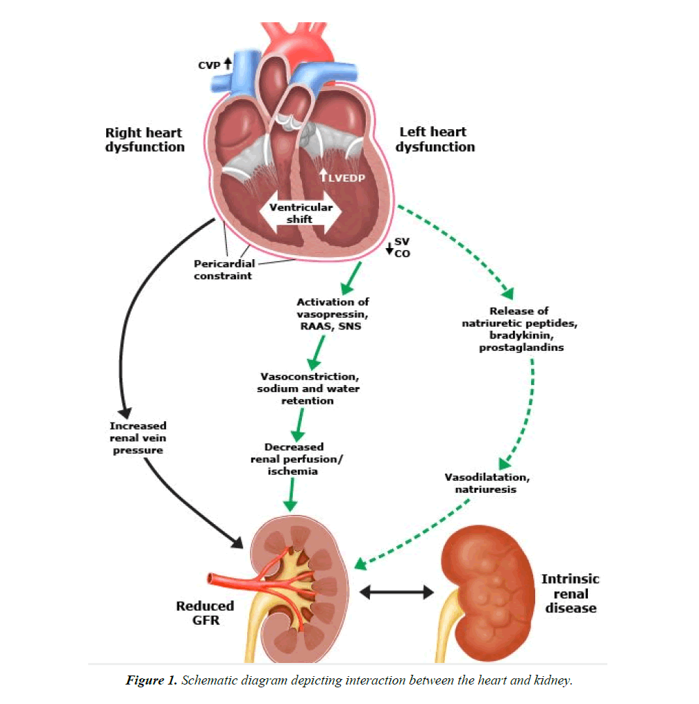general-internal-medicine-heart-kidney