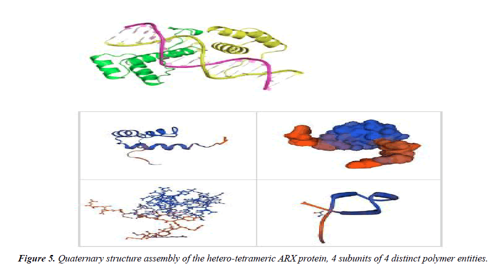 genetics-molecular-biology-hetero-tetrameric