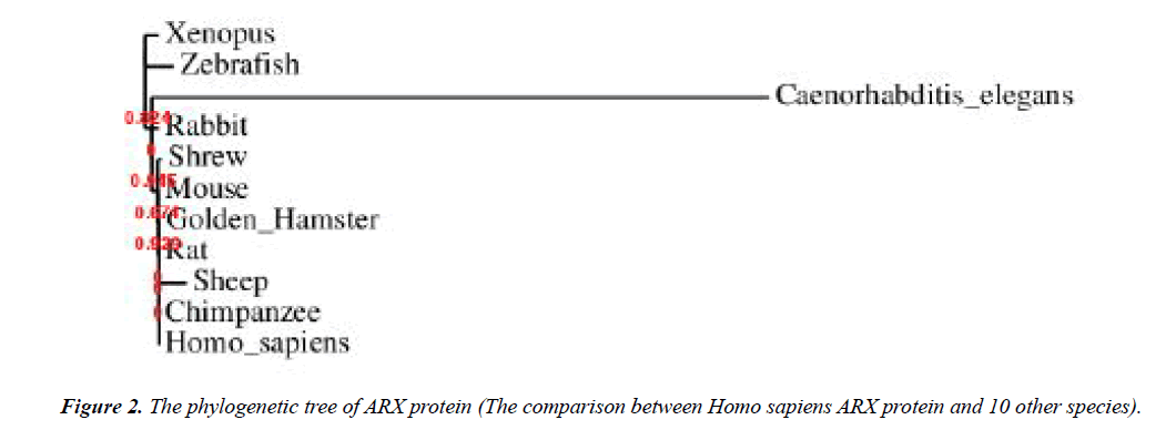 genetics-molecular-biology-phylogenetic-tree