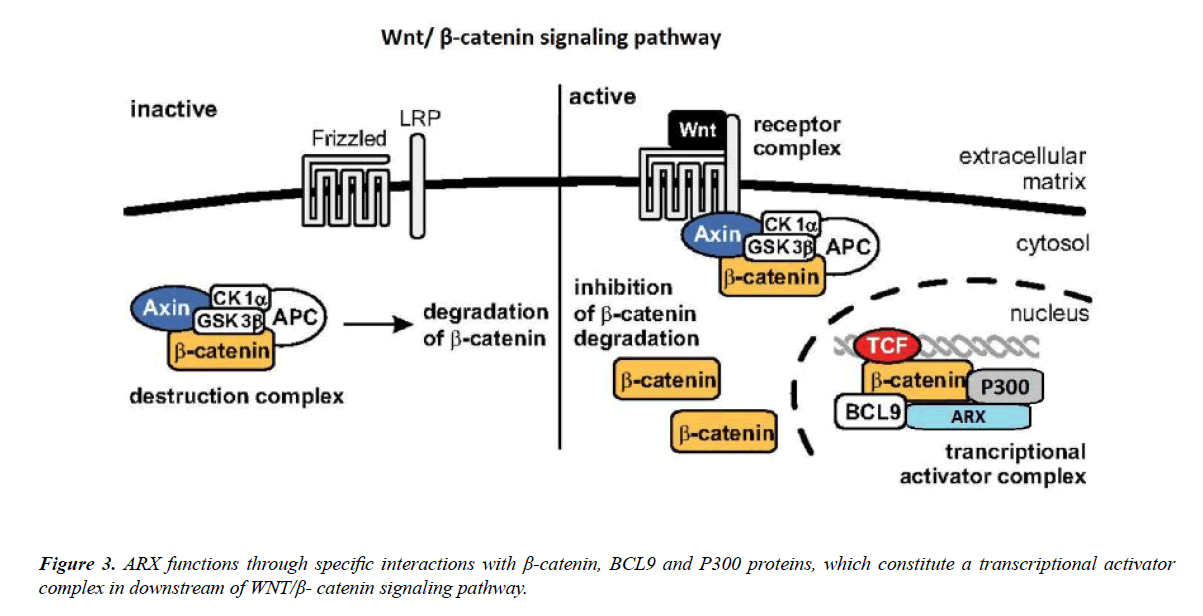 genetics-molecular-biology-signaling-pathway