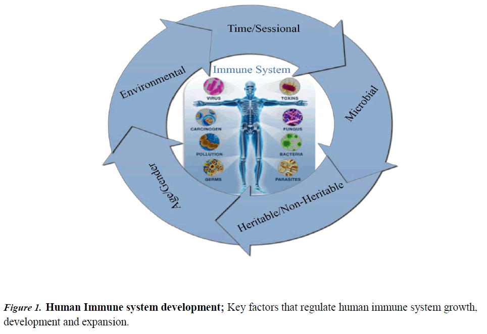 immune-system-Immune-system