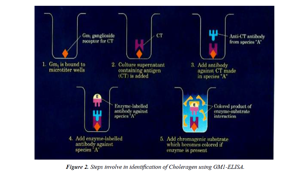 infectious-diseases-medical-microbiology-choleragen